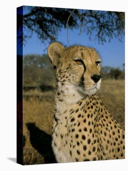 Cheetah (Acinonyx Jubatus) in Captivity, Namibia, Africa-Steve & Ann Toon-Stretched Canvas