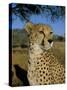 Cheetah (Acinonyx Jubatus) in Captivity, Namibia, Africa-Steve & Ann Toon-Stretched Canvas