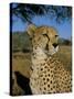 Cheetah (Acinonyx Jubatus) in Captivity, Namibia, Africa-Steve & Ann Toon-Stretched Canvas