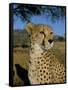 Cheetah (Acinonyx Jubatus) in Captivity, Namibia, Africa-Steve & Ann Toon-Framed Stretched Canvas