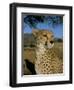 Cheetah (Acinonyx Jubatus) in Captivity, Namibia, Africa-Steve & Ann Toon-Framed Photographic Print