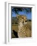 Cheetah (Acinonyx Jubatus) in Captivity, Namibia, Africa-Steve & Ann Toon-Framed Photographic Print