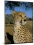 Cheetah (Acinonyx Jubatus) in Captivity, Namibia, Africa-Steve & Ann Toon-Mounted Photographic Print