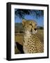 Cheetah (Acinonyx Jubatus) in Captivity, Namibia, Africa-Steve & Ann Toon-Framed Photographic Print