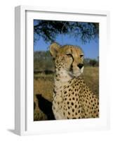 Cheetah (Acinonyx Jubatus) in Captivity, Namibia, Africa-Steve & Ann Toon-Framed Photographic Print