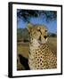 Cheetah (Acinonyx Jubatus) in Captivity, Namibia, Africa-Steve & Ann Toon-Framed Photographic Print