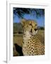 Cheetah (Acinonyx Jubatus) in Captivity, Namibia, Africa-Steve & Ann Toon-Framed Photographic Print