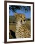 Cheetah (Acinonyx Jubatus) in Captivity, Namibia, Africa-Steve & Ann Toon-Framed Photographic Print