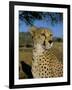 Cheetah (Acinonyx Jubatus) in Captivity, Namibia, Africa-Steve & Ann Toon-Framed Photographic Print