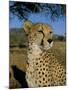 Cheetah (Acinonyx Jubatus) in Captivity, Namibia, Africa-Steve & Ann Toon-Mounted Photographic Print