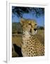 Cheetah (Acinonyx Jubatus) in Captivity, Namibia, Africa-Steve & Ann Toon-Framed Photographic Print