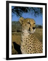 Cheetah (Acinonyx Jubatus) in Captivity, Namibia, Africa-Steve & Ann Toon-Framed Photographic Print