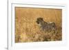 Cheetah ( Acinonyx jubatus ) in savanna, Lower Sabie, Kruger National Park, South Africa, Africa-null-Framed Photographic Print