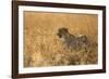 Cheetah ( Acinonyx jubatus ) in savanna, Lower Sabie, Kruger National Park, South Africa, Africa-null-Framed Photographic Print