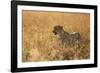 Cheetah ( Acinonyx jubatus ) in savanna, Lower Sabie, Kruger National Park, South Africa, Africa-null-Framed Photographic Print