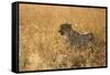 Cheetah ( Acinonyx jubatus ) in savanna, Lower Sabie, Kruger National Park, South Africa, Africa-null-Framed Stretched Canvas