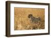 Cheetah ( Acinonyx jubatus ) in savanna, Lower Sabie, Kruger National Park, South Africa, Africa-null-Framed Photographic Print