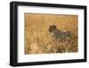 Cheetah ( Acinonyx jubatus ) in savanna, Lower Sabie, Kruger National Park, South Africa, Africa-null-Framed Photographic Print