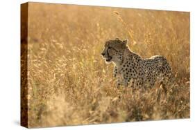 Cheetah ( Acinonyx jubatus ) in savanna, Lower Sabie, Kruger National Park, South Africa, Africa-null-Stretched Canvas