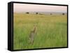 Cheetah (Acinonyx Jubatus) in the Grass, Maasai Mara National Reserve, Kenya-Keren Su-Framed Stretched Canvas