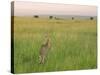 Cheetah (Acinonyx Jubatus) in the Grass, Maasai Mara National Reserve, Kenya-Keren Su-Stretched Canvas