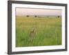 Cheetah (Acinonyx Jubatus) in the Grass, Maasai Mara National Reserve, Kenya-Keren Su-Framed Photographic Print