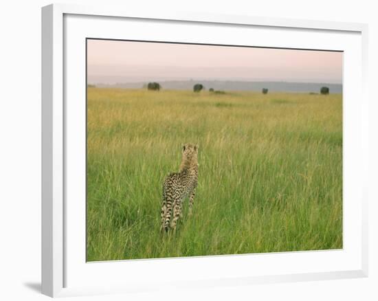 Cheetah (Acinonyx Jubatus) in the Grass, Maasai Mara National Reserve, Kenya-Keren Su-Framed Photographic Print