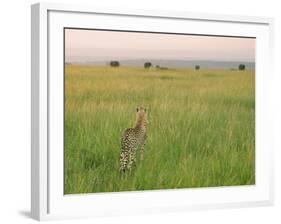 Cheetah (Acinonyx Jubatus) in the Grass, Maasai Mara National Reserve, Kenya-Keren Su-Framed Photographic Print