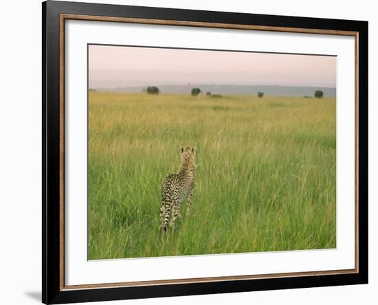 Cheetah (Acinonyx Jubatus) in the Grass, Maasai Mara National Reserve, Kenya-Keren Su-Framed Photographic Print