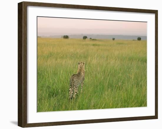 Cheetah (Acinonyx Jubatus) in the Grass, Maasai Mara National Reserve, Kenya-Keren Su-Framed Photographic Print