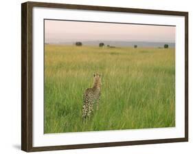 Cheetah (Acinonyx Jubatus) in the Grass, Maasai Mara National Reserve, Kenya-Keren Su-Framed Photographic Print