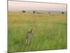 Cheetah (Acinonyx Jubatus) in the Grass, Maasai Mara National Reserve, Kenya-Keren Su-Mounted Photographic Print