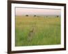 Cheetah (Acinonyx Jubatus) in the Grass, Maasai Mara National Reserve, Kenya-Keren Su-Framed Photographic Print