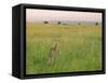 Cheetah (Acinonyx Jubatus) in the Grass, Maasai Mara National Reserve, Kenya-Keren Su-Framed Stretched Canvas