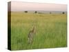 Cheetah (Acinonyx Jubatus) in the Grass, Maasai Mara National Reserve, Kenya-Keren Su-Stretched Canvas