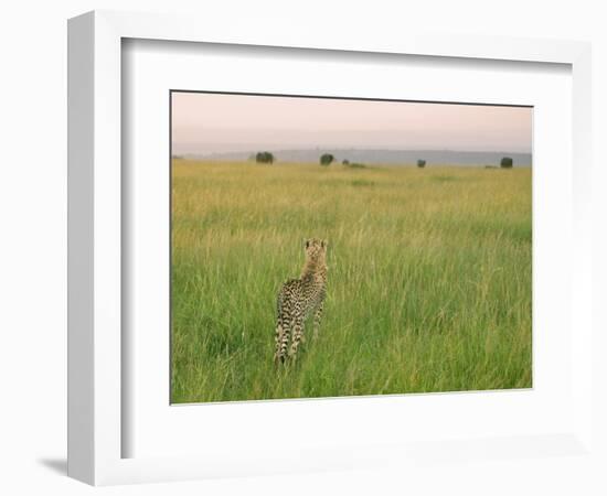 Cheetah (Acinonyx Jubatus) in the Grass, Maasai Mara National Reserve, Kenya-Keren Su-Framed Photographic Print