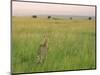 Cheetah (Acinonyx Jubatus) in the Grass, Maasai Mara National Reserve, Kenya-Keren Su-Mounted Photographic Print