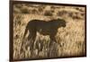 Cheetah (Acinonyx jubatus), Kgalagadi Transfrontier Park, Northern Cape, South Africa, Africa-Ann and Steve Toon-Framed Photographic Print