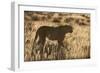 Cheetah (Acinonyx jubatus), Kgalagadi Transfrontier Park, Northern Cape, South Africa, Africa-Ann and Steve Toon-Framed Photographic Print