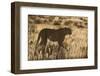 Cheetah (Acinonyx jubatus), Kgalagadi Transfrontier Park, Northern Cape, South Africa, Africa-Ann and Steve Toon-Framed Photographic Print