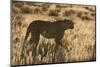 Cheetah (Acinonyx jubatus), Kgalagadi Transfrontier Park, Northern Cape, South Africa, Africa-Ann and Steve Toon-Mounted Photographic Print