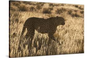 Cheetah (Acinonyx jubatus), Kgalagadi Transfrontier Park, Northern Cape, South Africa, Africa-Ann and Steve Toon-Stretched Canvas