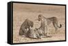 Cheetah (Acinonyx Jubatus) Killing Baby Common Wildebeest (Connochaetes Taurinus)-Ann and Steve Toon-Framed Stretched Canvas