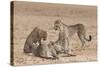 Cheetah (Acinonyx Jubatus) Killing Baby Common Wildebeest (Connochaetes Taurinus)-Ann and Steve Toon-Stretched Canvas