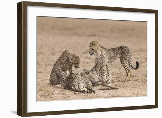 Cheetah (Acinonyx Jubatus) Killing Baby Common Wildebeest (Connochaetes Taurinus)-Ann and Steve Toon-Framed Photographic Print
