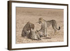 Cheetah (Acinonyx Jubatus) Killing Baby Common Wildebeest (Connochaetes Taurinus)-Ann and Steve Toon-Framed Photographic Print