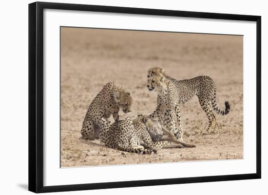 Cheetah (Acinonyx Jubatus) Killing Baby Common Wildebeest (Connochaetes Taurinus)-Ann and Steve Toon-Framed Photographic Print