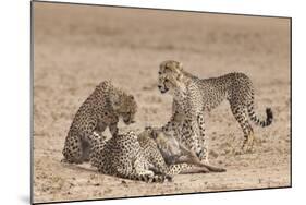 Cheetah (Acinonyx Jubatus) Killing Baby Common Wildebeest (Connochaetes Taurinus)-Ann and Steve Toon-Mounted Photographic Print