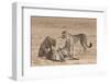 Cheetah (Acinonyx Jubatus) Killing Baby Common Wildebeest (Connochaetes Taurinus)-Ann and Steve Toon-Framed Photographic Print