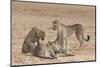 Cheetah (Acinonyx Jubatus) Killing Baby Common Wildebeest (Connochaetes Taurinus)-Ann and Steve Toon-Mounted Photographic Print